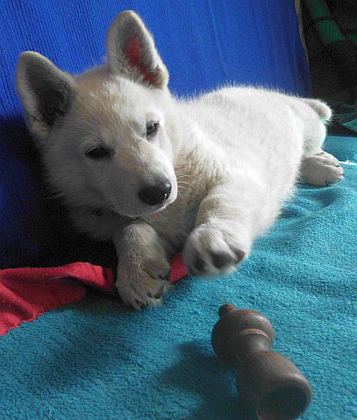 Weisser Schferhundwelpe von den Grenzgngern